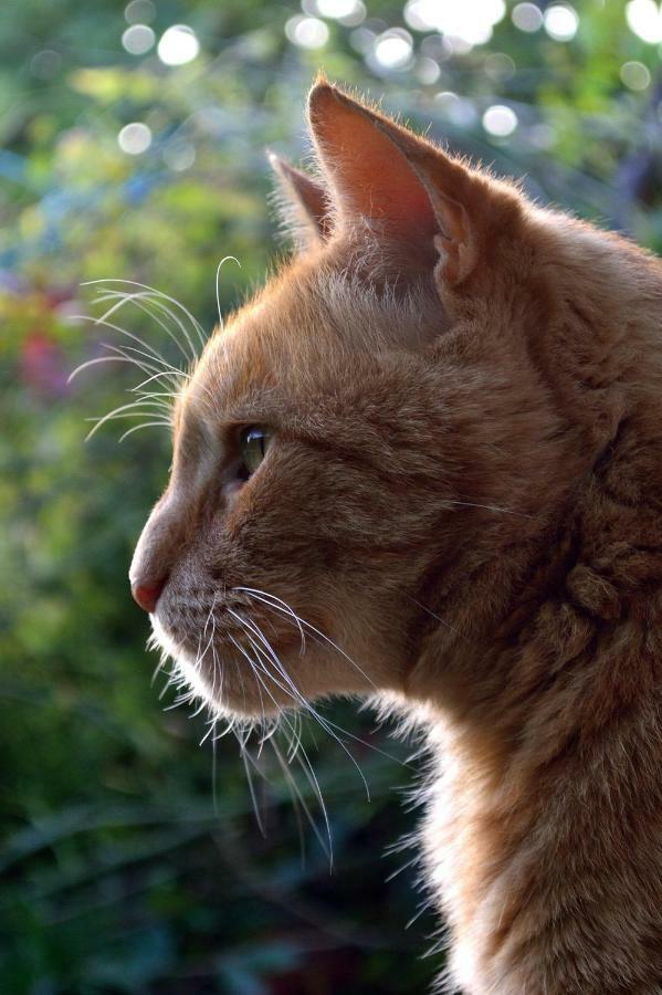 Le Chaton Rouge Saint-Pierre-du-Lorouer Ngoại thất bức ảnh